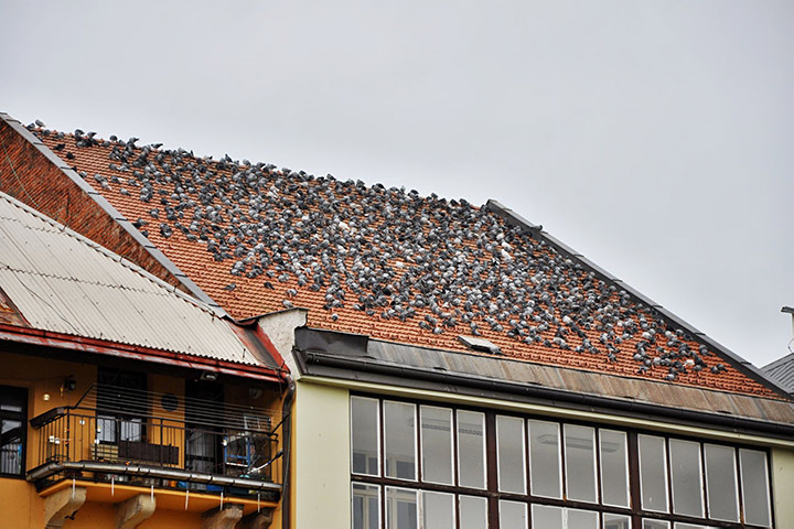 A2B Pest Control are able to install spikes to deter birds from roofs in Culcheth. 