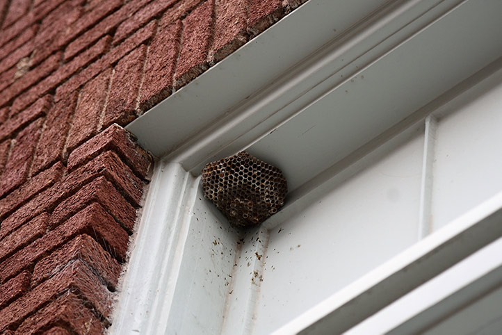 We provide a wasp nest removal service for domestic and commercial properties in Culcheth.